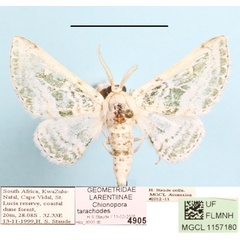 /filer/webapps/moths/media/images/T/tarachodes_Chionopora_A_MGCL_01.jpg