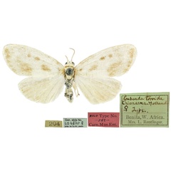 /filer/webapps/moths/media/images/T/torrida_Cabarda_HT_CMNH.jpg