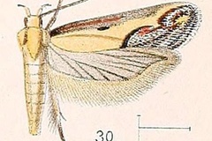 Aspades hutchinsonella