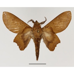 /filer/webapps/moths/media/images/A/avinoffi_Morongea_AM_Basquin.jpg