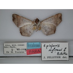 /filer/webapps/moths/media/images/S/sylvani_Episparis_PTM_RMCA_02.jpg