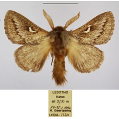 /filer/webapps/moths/media/images/L/levenna_Sena_AM_TMSA_02.jpg