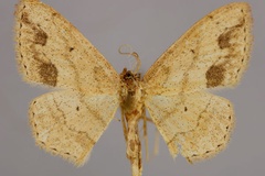 Scopula natalica