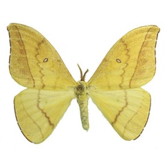 /filer/webapps/moths/media/images/Z/zanzibarica_Tagoropsis_AM_RMBHa.jpg