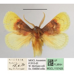 /filer/webapps/moths/media/images/P/purpuripulcra_Chrysamma_AM_MGCLa_01.jpg