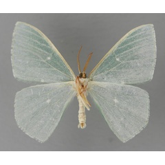 /filer/webapps/moths/media/images/P/permagna_Prasinocyma_HT_ZSM_02.jpg