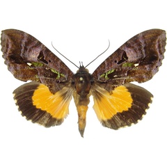 /filer/webapps/moths/media/images/D/divitiosa_Eudocima_AM_MCJM.jpg