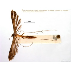 /filer/webapps/moths/media/images/T/taprobanes_Stenoptilodes_A_ZMUC.jpg