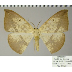 /filer/webapps/moths/media/images/A/apicitincta_Acrostatheusis_AF_ZSM_02.jpg