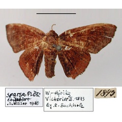 /filer/webapps/moths/media/images/S/sparsa_Heterolepis_HT_ZMHB.jpg