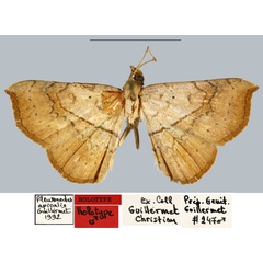 /filer/webapps/moths/media/images/A/apicalis_Pleuronodes_HT_MNHN.jpg