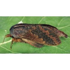 /filer/webapps/moths/media/images/T/trilineata_Pachytrina_AM_Ihle_02.jpg