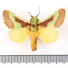 /filer/webapps/moths/media/images/J/johannes_Latoia_AM_BMNH.jpg