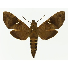 /filer/webapps/moths/media/images/P/peneus_Nephele_AF_Basquin.jpg
