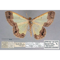 /filer/webapps/moths/media/images/D/denticincta_Zamarada_PLTM_OUMNH_01.jpg