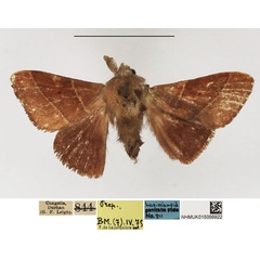 /filer/webapps/moths/media/images/P/pygmula_Beralade_AM_NHMUK_02.jpg