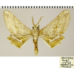 /filer/webapps/moths/media/images/C/collenettei_Coenina_AM_ZSMa.jpg