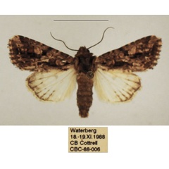 /filer/webapps/moths/media/images/S/schoenheiti_Saalmuellerana_AM_TMSA_01.jpg