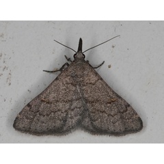 /filer/webapps/moths/media/images/M/melanomommoides_Polypogon_A_Heyns_02.jpeg