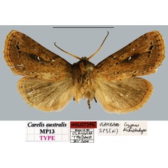 /filer/webapps/moths/media/images/A/australis_Carelis_HT_MNHNa.jpg