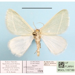 /filer/webapps/moths/media/images/X/xanthostephana_Thelycera_A_MGCLa_01.JPG