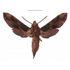 /filer/webapps/moths/media/images/P/pelius_Theretra_AM_EMEM_01.jpg