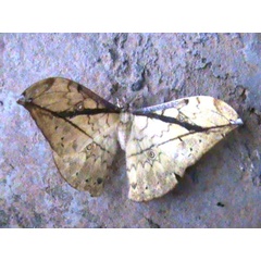 /filer/webapps/moths/media/images/G/gemmifera_Pselaphelia_A_Guyonnet.jpg