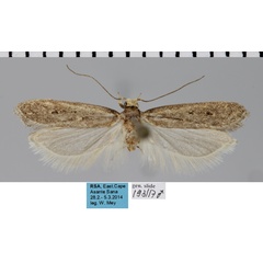/filer/webapps/moths/media/images/T/trimaculata_Nothris_AM_MfN.jpg