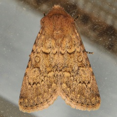 /filer/webapps/moths/media/images/C/cimbebasia_Hadula_A_Heyns.jpg
