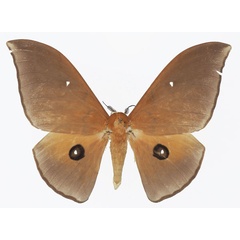 /filer/webapps/moths/media/images/A/alinda_Pseudobunaea_AM_Basquina.jpg