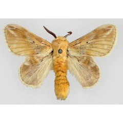 /filer/webapps/moths/media/images/N/nemesida_Eucraera_HT_ZMHB_01.jpg