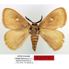 /filer/webapps/moths/media/images/O/occidens_Chrysopoloma_HT_Basquin_Qxv19sT.jpg