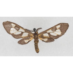 /filer/webapps/moths/media/images/T/trichaetiformis_Thyretes_HT_NHMW_01.jpg