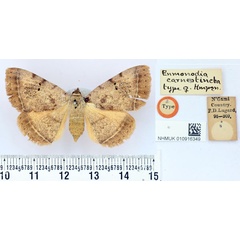 /filer/webapps/moths/media/images/C/carneotincta_Enmonodia_HT_BMNH.jpg