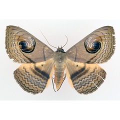 /filer/webapps/moths/media/images/G/glaucescens_Spirama_AF_TMSA_02.jpg