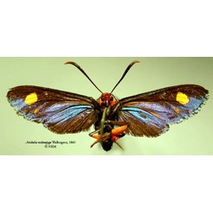 /filer/webapps/moths/media/images/M/melanopyga_Arichalca_HT_SNHMb.jpg