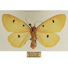 /filer/webapps/moths/media/images/T/tripunctata_Soloe_AF_TMSA_01.jpg