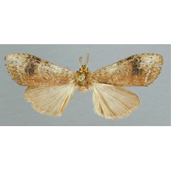 /filer/webapps/moths/media/images/P/postdiscalis_Stenostauridia_HT_RMCA.jpg