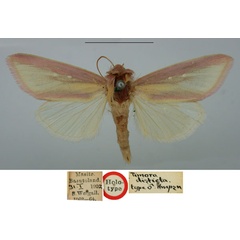/filer/webapps/moths/media/images/D/disticta_Timora_HT_BMNH_bH4dUTP.jpg