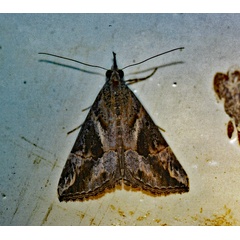 /filer/webapps/moths/media/images/C/commixtalis_Hypena_A_Roland_01.jpg