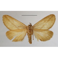 /filer/webapps/moths/media/images/A/aprica_Hadraphe_A_MGCLb_01.jpg