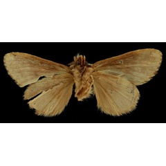 /filer/webapps/moths/media/images/G/galaia_Desmeocraera_HT_RBINSb.jpg