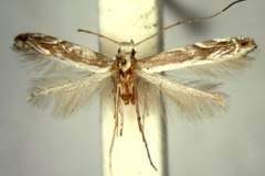Epicephala tephrostola