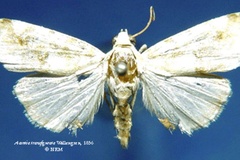 Metapioplasta transfigurata