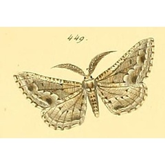 /filer/webapps/moths/media/images/P/praecanaria_Biclavigera_HT_HS_101_449.jpg