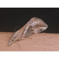 /filer/webapps/moths/media/images/V/varialis_Hypena_A_Roland_01_KDBvOMu.jpg