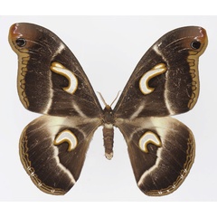 /filer/webapps/moths/media/images/P/ploetzi_Epiphora_AF_Basquin.jpg