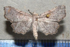 Egnasia microsema