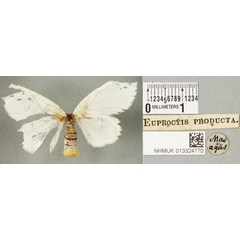 /filer/webapps/moths/media/images/P/producta_Euproctis_HT_BMNHa.jpg