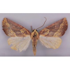 /filer/webapps/moths/media/images/K/kasungensis_Terpnostola_PT_TMSA_01.jpg